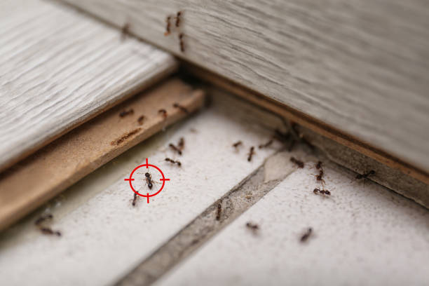 Trusted Talty, TX Pest Control Experts