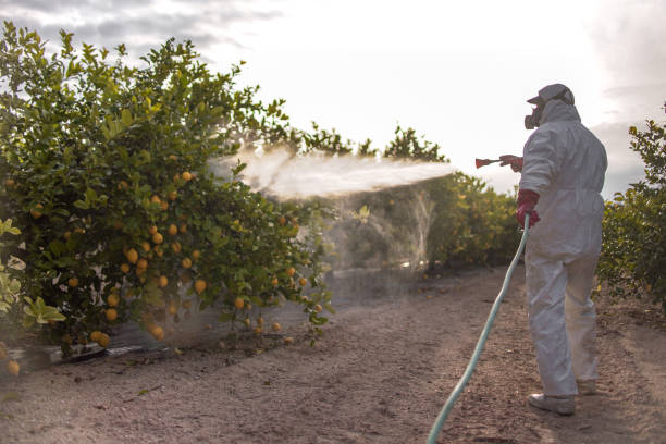 Best Rodent Control Near Me  in Talty, TX