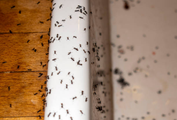 Best Mosquito Control Services  in Talty, TX