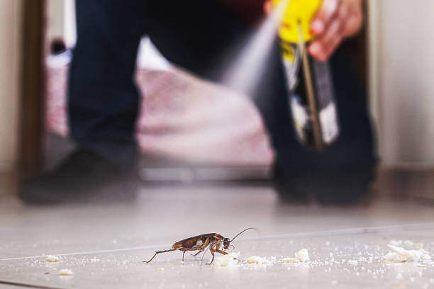 Best Rat Extermination Near Me  in Talty, TX